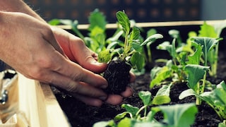 Vegetable plants