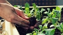 Vegetable Plants