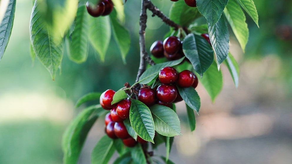 Sour Cherries