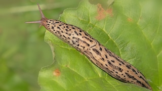 Tiger Slug