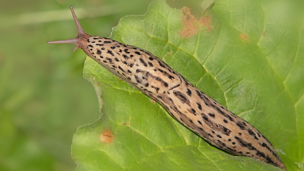 Tiger Slug