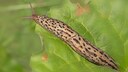 Tiger Slug