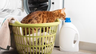 A simple trick is said to help remove pet hair when doing laundry