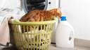 A simple trick is said to help remove pet hair when doing laundry