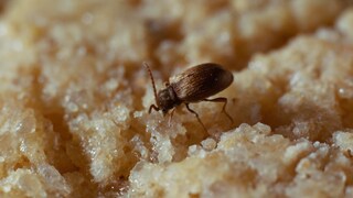 Australian Carrion Beetle