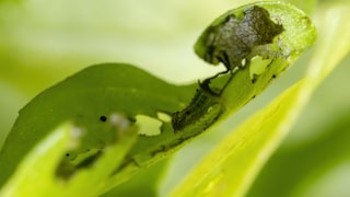 Basil Leaves with Holes from Caterpillar