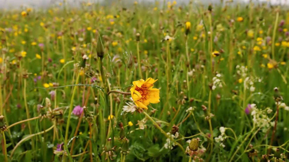 According to a farmer's proverb, if July is cool, August will be rainy. Is that true?