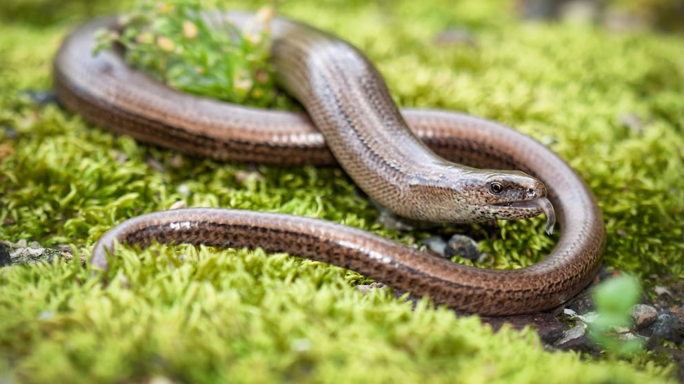 Slow Worm in the Garden? Here's How to React