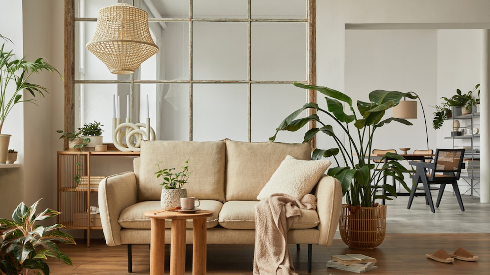 decorative plants