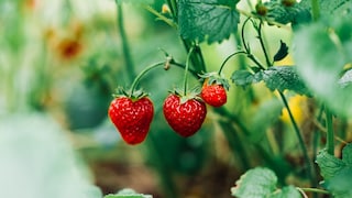 Strawberries