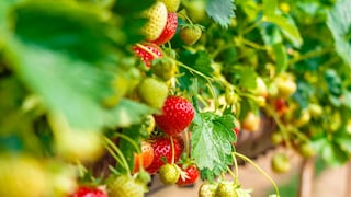 To harvest juicy fruits, strawberries must be properly cared for during the summer.
