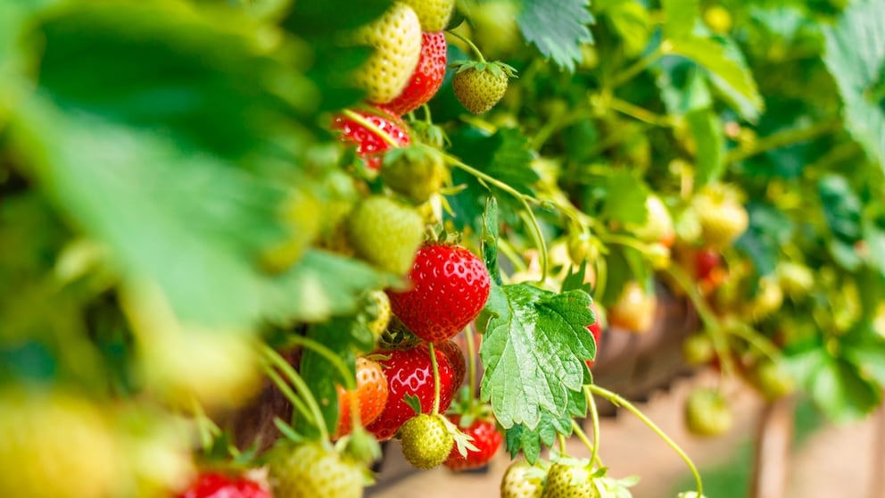 To harvest juicy fruits, strawberries must be properly cared for during the summer.