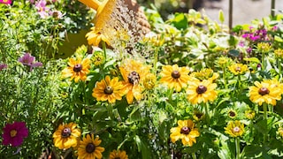 Thinking ahead can save a lot of work in the garden.
