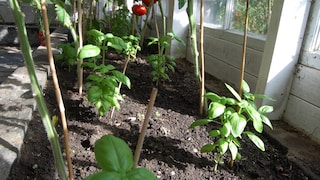 Tomatoes and basil make a great team not only in the kitchen but also in the garden, where they should be planted together.