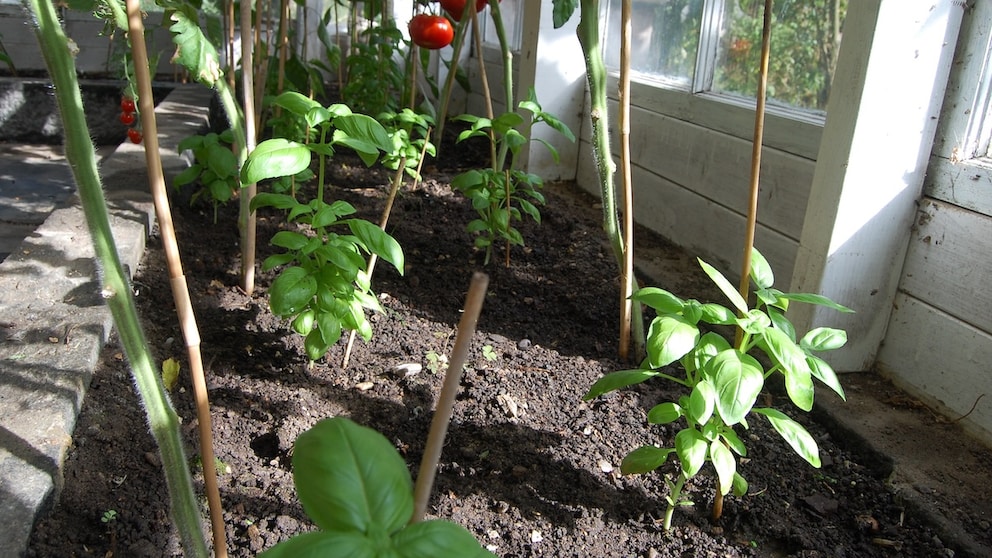 Tomatoes and basil make a great team not only in the kitchen but also in the garden, where they should be planted together.