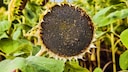 Even the sunflower head is edible