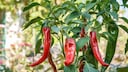 To harvest spicy chilies, the plant needs plenty of sunlight.