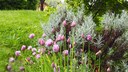 Herb Lawn