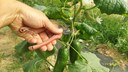 Mistakes in Cucumber Harvesting Can Affect the Entire Plant