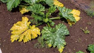 Powdery mildew is just one reason why zucchini leaves can turn yellow.