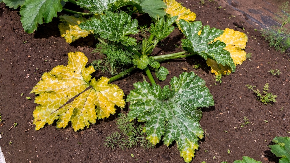 Powdery mildew is just one reason why zucchini leaves can turn yellow.