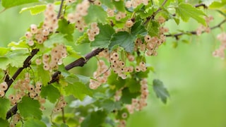 Both red and white currants require pruning after harvest.