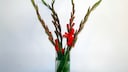 Gladiolus Vase