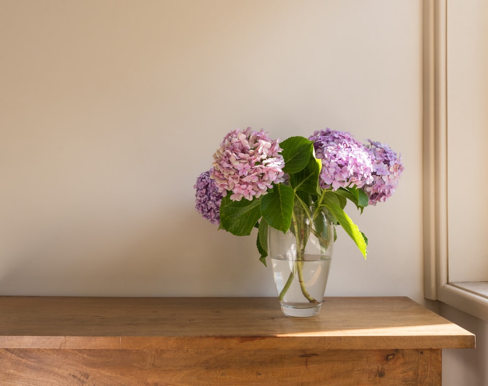 How to Keep Hydrangeas Fresh in a Vase - myHOMEBOOK