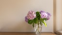 Hydrangea in a Vase