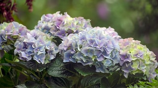Hydrangeas are particularly popular for their colorful flower clusters.