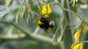 Bumblebees and Tomatoes