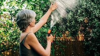 Especially during the so-called dog days, regular watering is important.