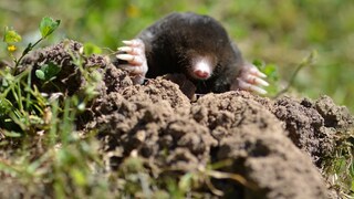 Due to its mounds, the mole is usually unwelcome in the garden.