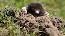 Due to its mounds, the mole is usually unwelcome in the garden.