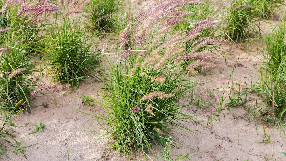 Ornamental Grasses on Sandy Soil