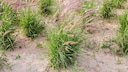 Ornamental Grasses on Sandy Soil