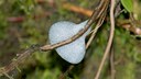 Nest of a Spittlebug