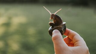 Snail is picked up by its shell