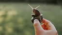 Snail is picked up by its shell