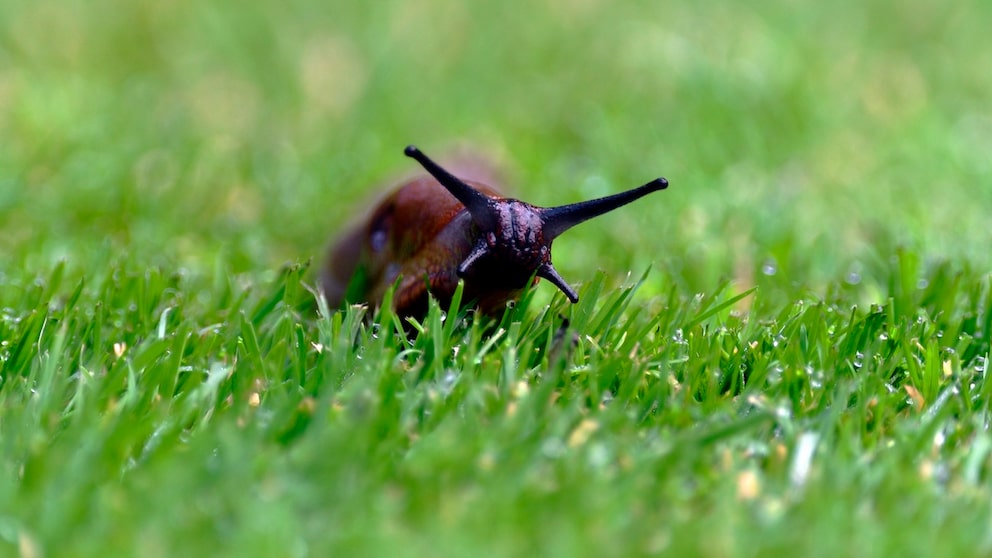 Some hobby gardeners use a salt shaker in their gardens to try to combat snails.