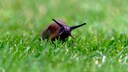Some hobby gardeners use a salt shaker in their gardens to try to combat snails.
