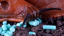 Slug Eats Slug Pellets: Are Slug Pellets Toxic to Pets and Children?