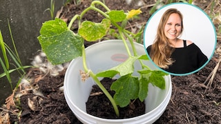 A snail collar can keep snails away from young vegetables.