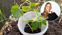 A snail collar can keep snails away from young vegetables.