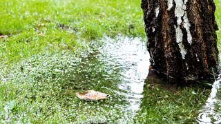 Standing water is a clear sign of waterlogging in the lawn.