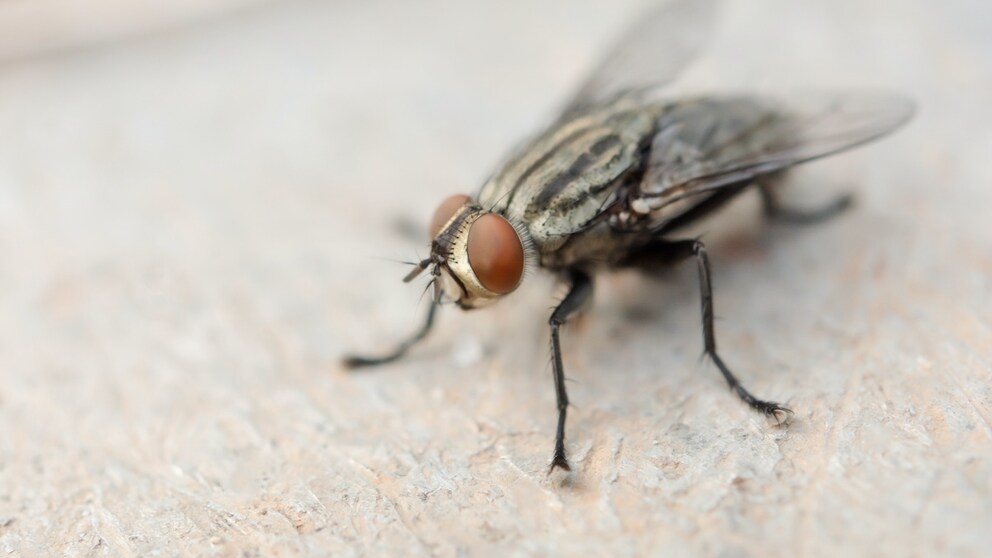 Housefly