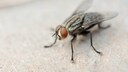 Housefly