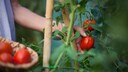 Mistakes can easily occur when harvesting tomatoes, which can damage the plant.
