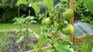 Growing tomatoes in raised beds offers several advantages. This type of bed is generally richer in nutrients and provides more warmth.