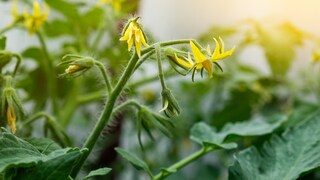 If a tomato plant doesn't produce fruit, there can be several reasons.
